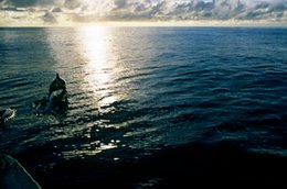 Comoros-Archipelago;-Dolphin;-France;-Indian-Ocean;-Kaleidos;-Kaleidos-images;-La-parole-à-limage;-Laurent-Abad;-Marine-mammal;-Mayotte;-Reflections;-Sea;-Stories-Pictures;-Sun;-Wildlife